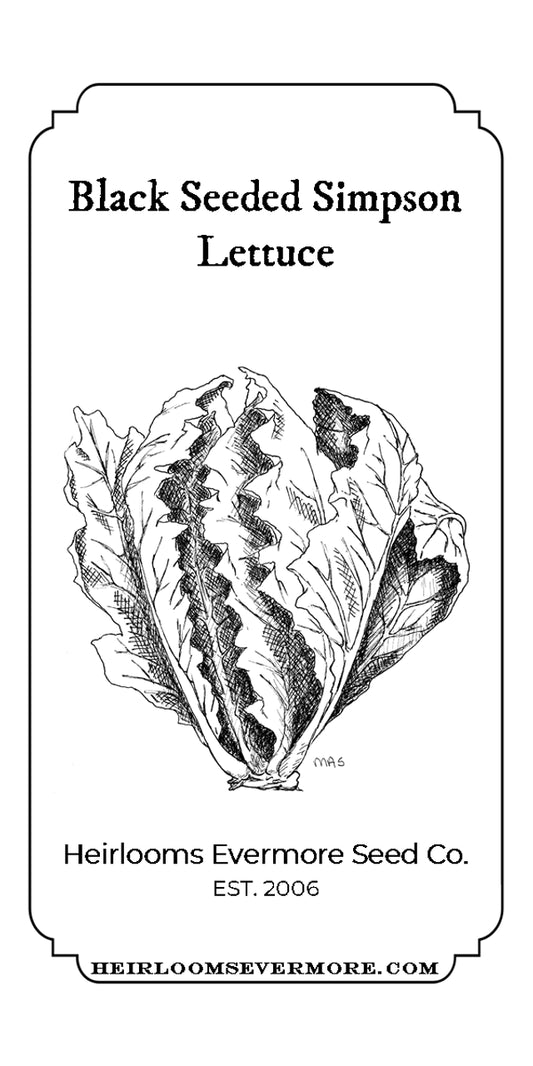 Black Seeded Simpson Lettuce Seeds