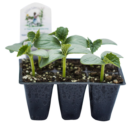 National Pickling Cucumber, Organic