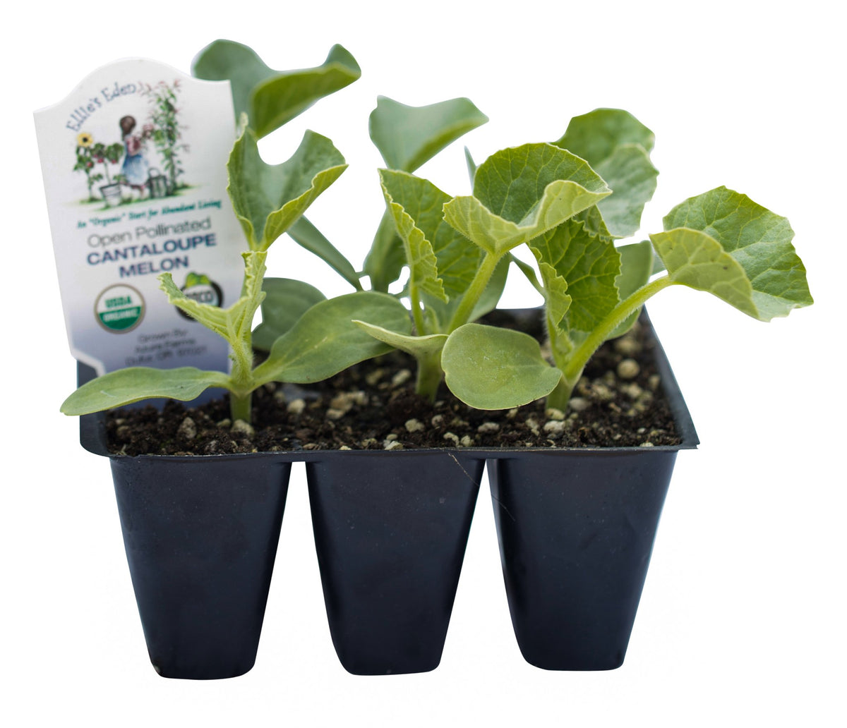Cantaloupe, Organic