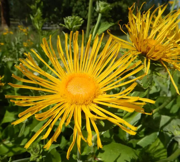 Elecampane, Organic