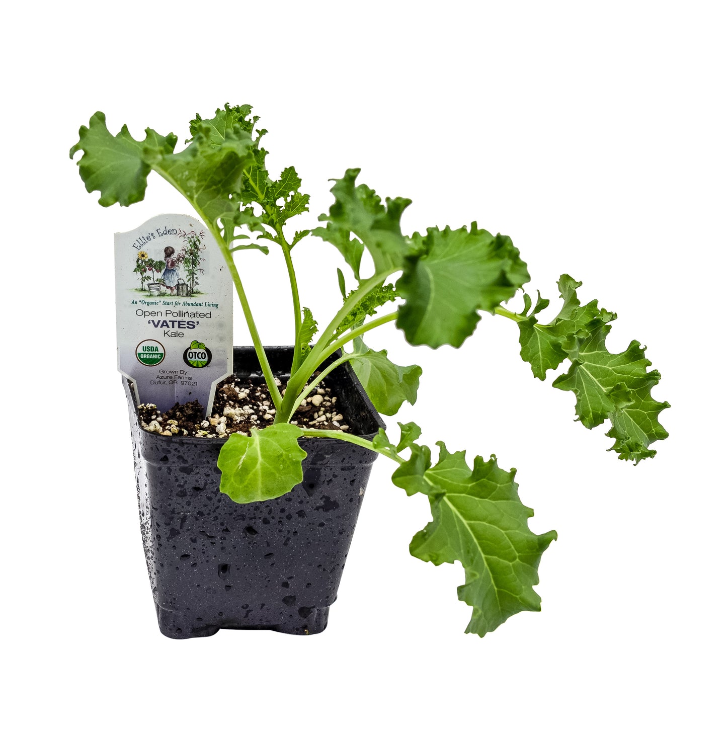 Vates Curley Kale, Organic
