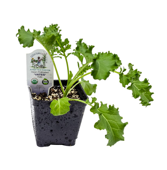 Vates Curley Kale, Organic