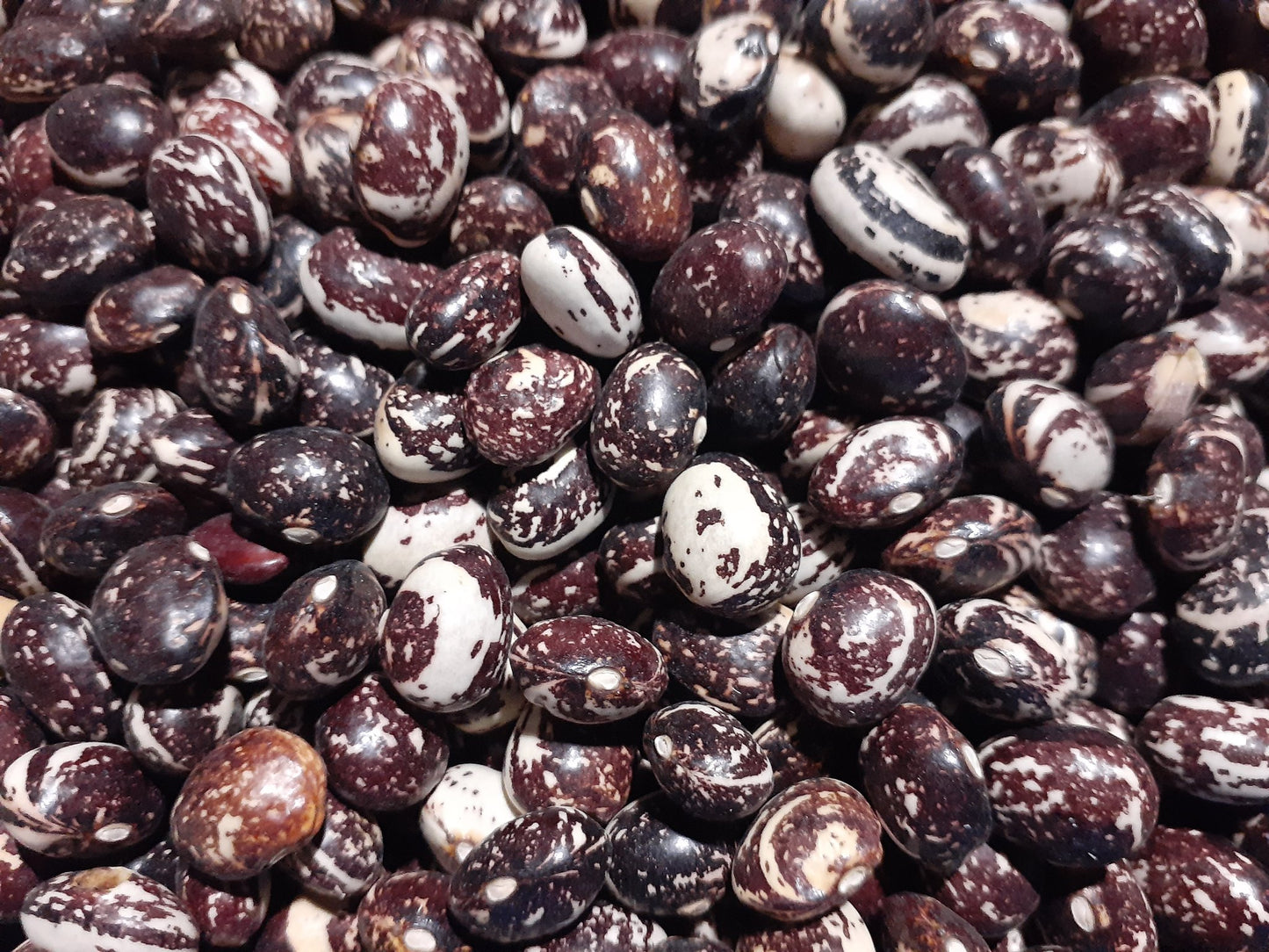 Good Mother Stallard Beans, Heirloom