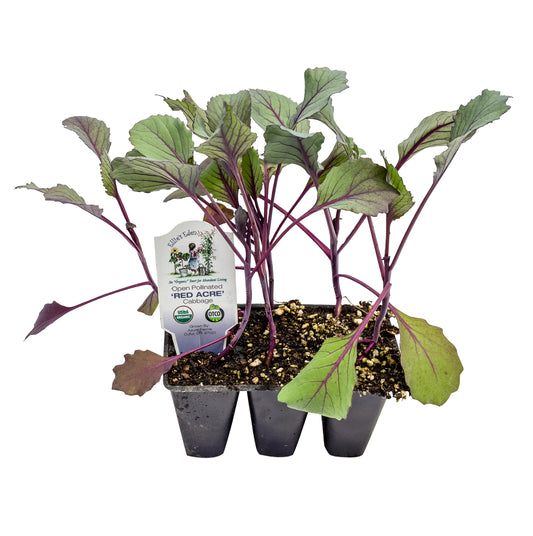 Red Cabbage, Organic