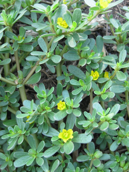 Golden Purslane, Organic