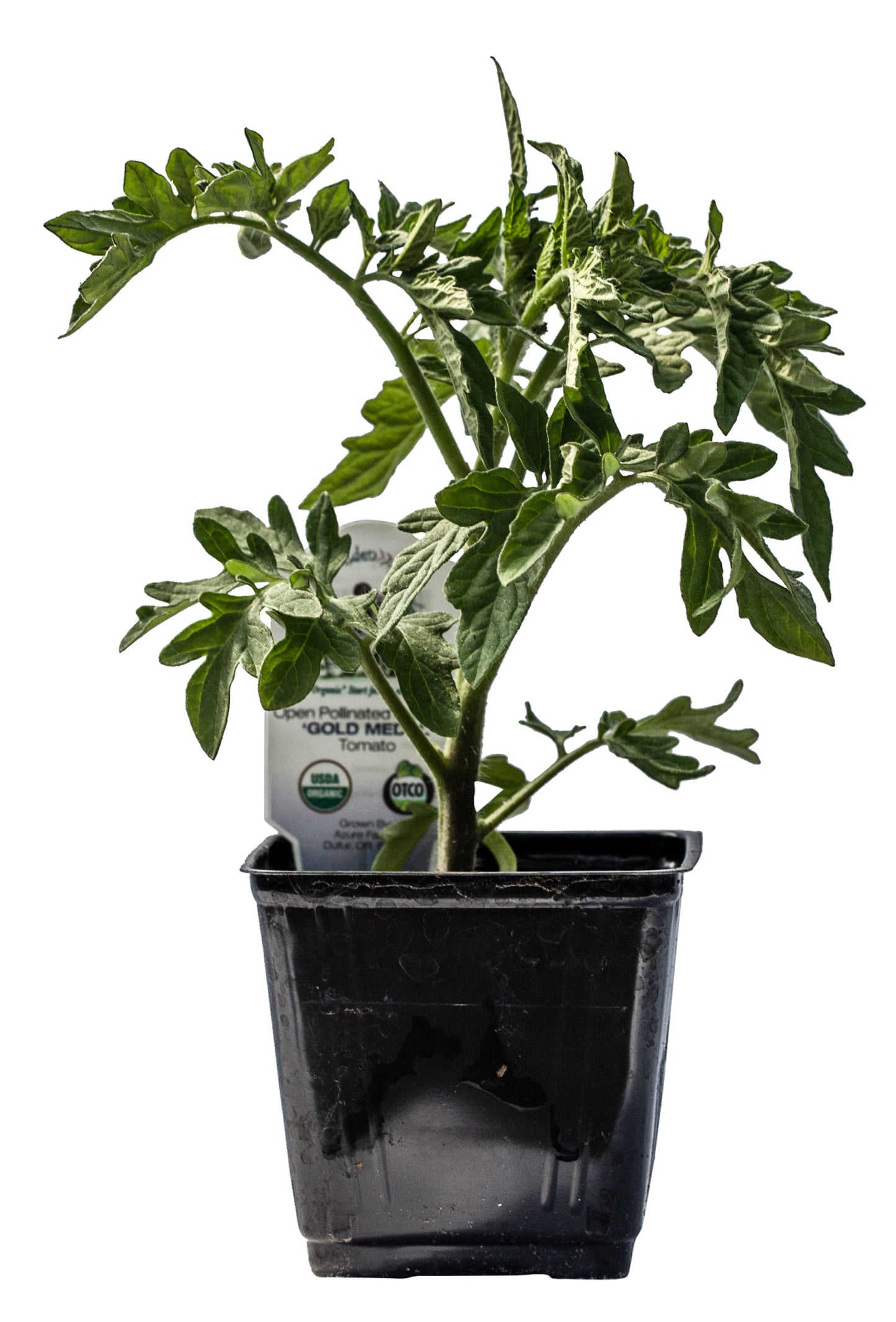 Gold Medal Tomato, Organic