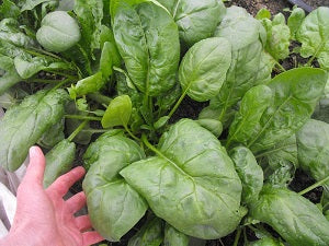 Spinach Seed, Butterflay, Organic
