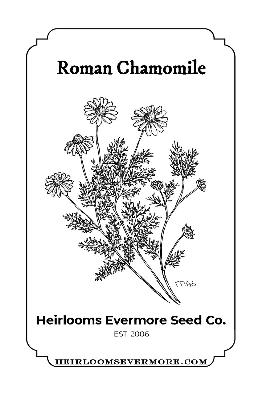 Roman Chamomile Seeds