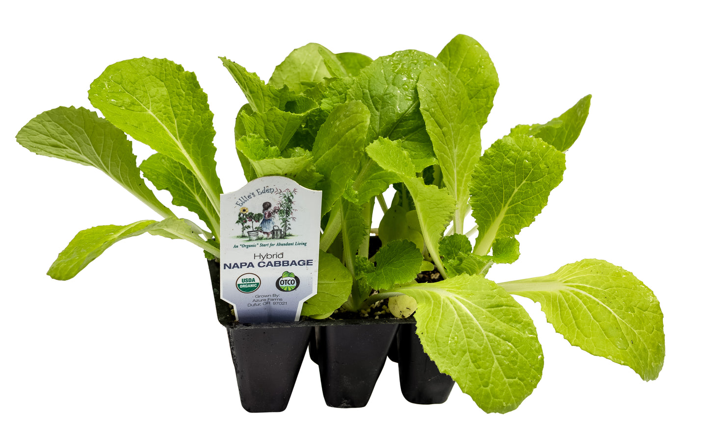 Kaboko Napa Cabbage, Organic