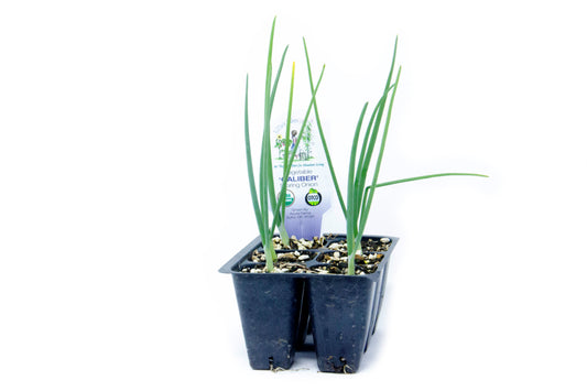 Caliber Storing Onion, Organic