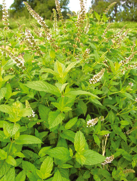 Spearmint, Organic