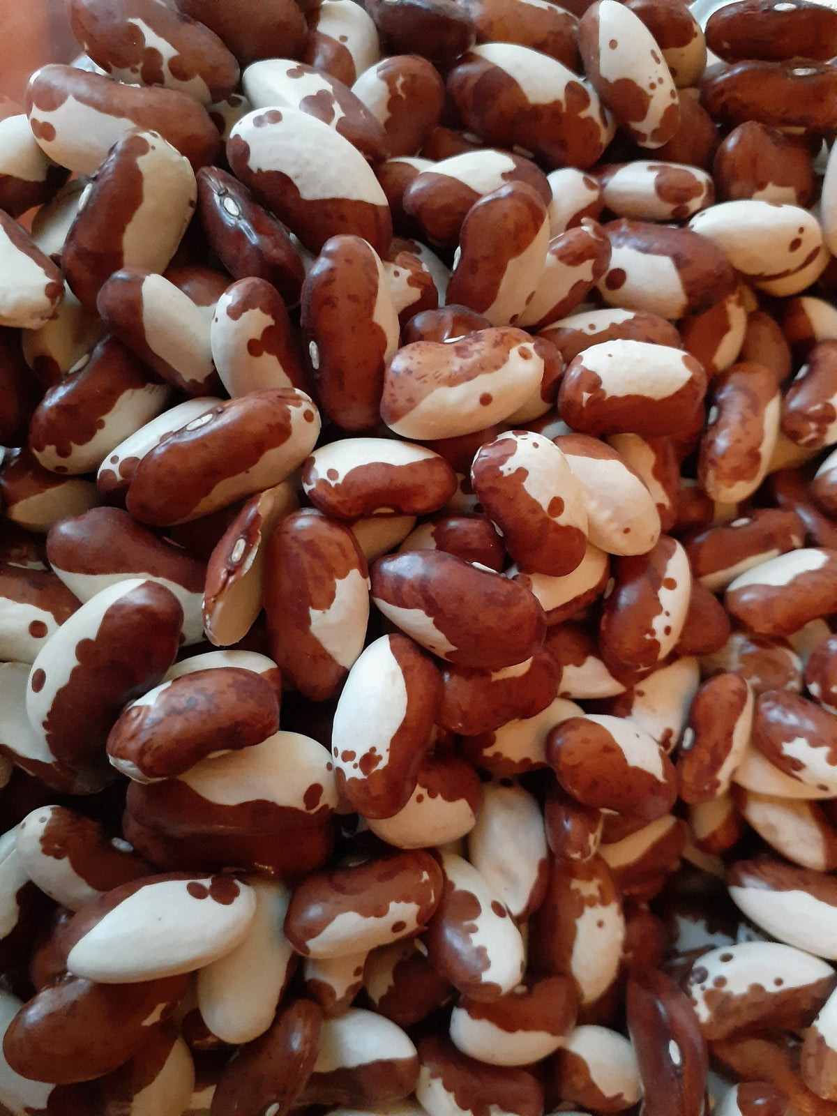 Snow Cap Beans, Heirloom