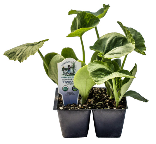 Howden Pumpkin, Organic