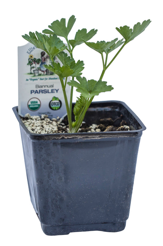 Parsley, Organic