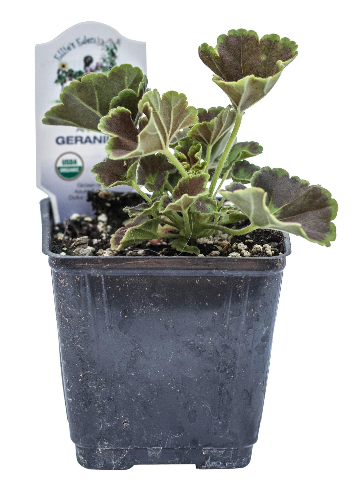 Geranium, Organic