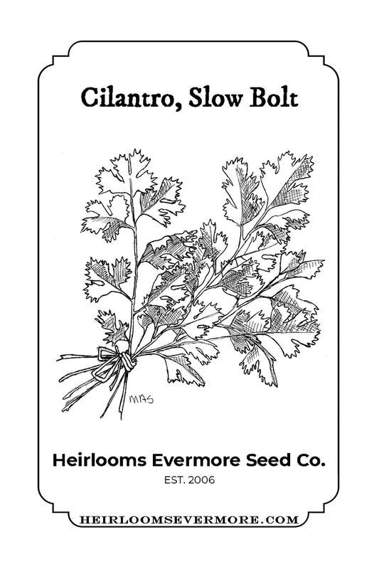Cilantro, Slow Bolt