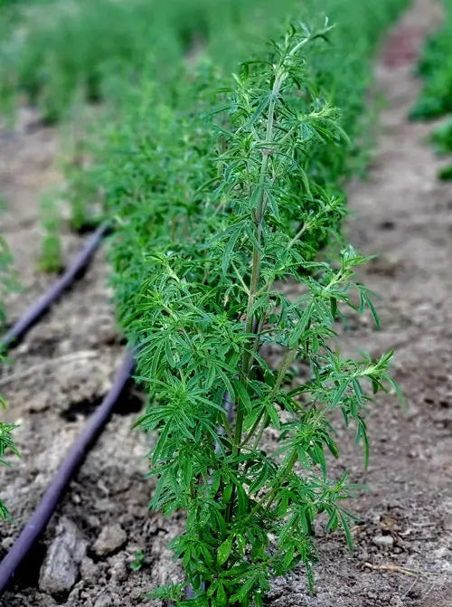 Catnip, Organic