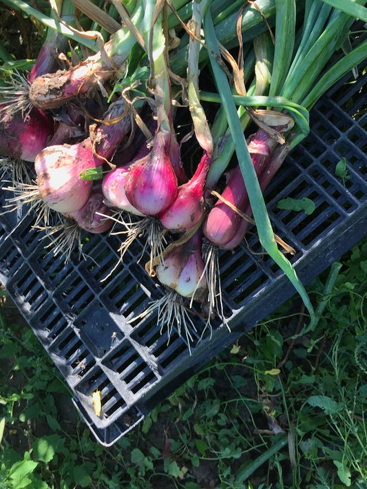 Shallot Seed, Ed's Red, Organic