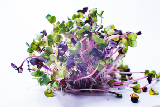Microgreens, Spicy Rainbow Mix, Non GMO