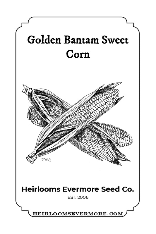 Golden Bantam Sweet Corn Seeds