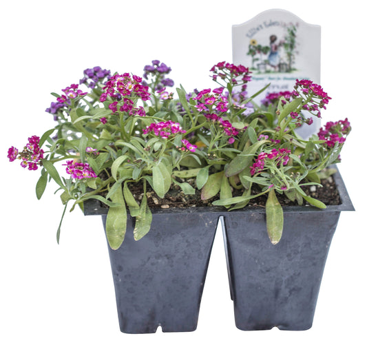Alyssum, Organic