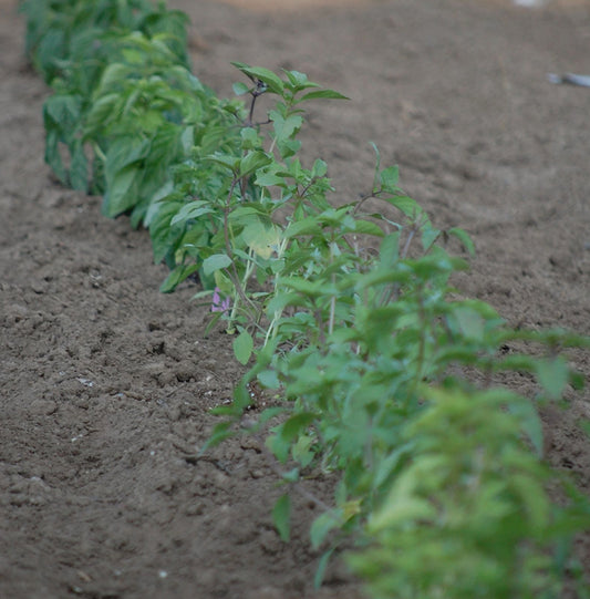 Basil Mixed Pack, Organic