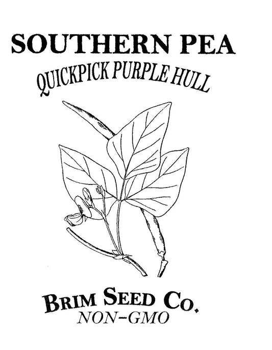 Southern Pea, Quickpick Purple Hull