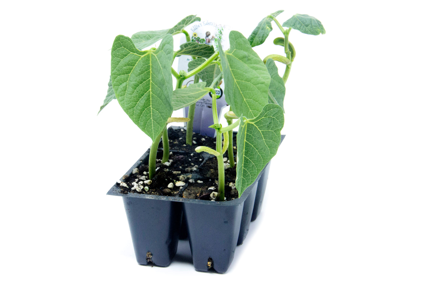 Fortex Pole Bean, Organic