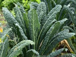 Lacinato (Dinosaur) Kale, Organic