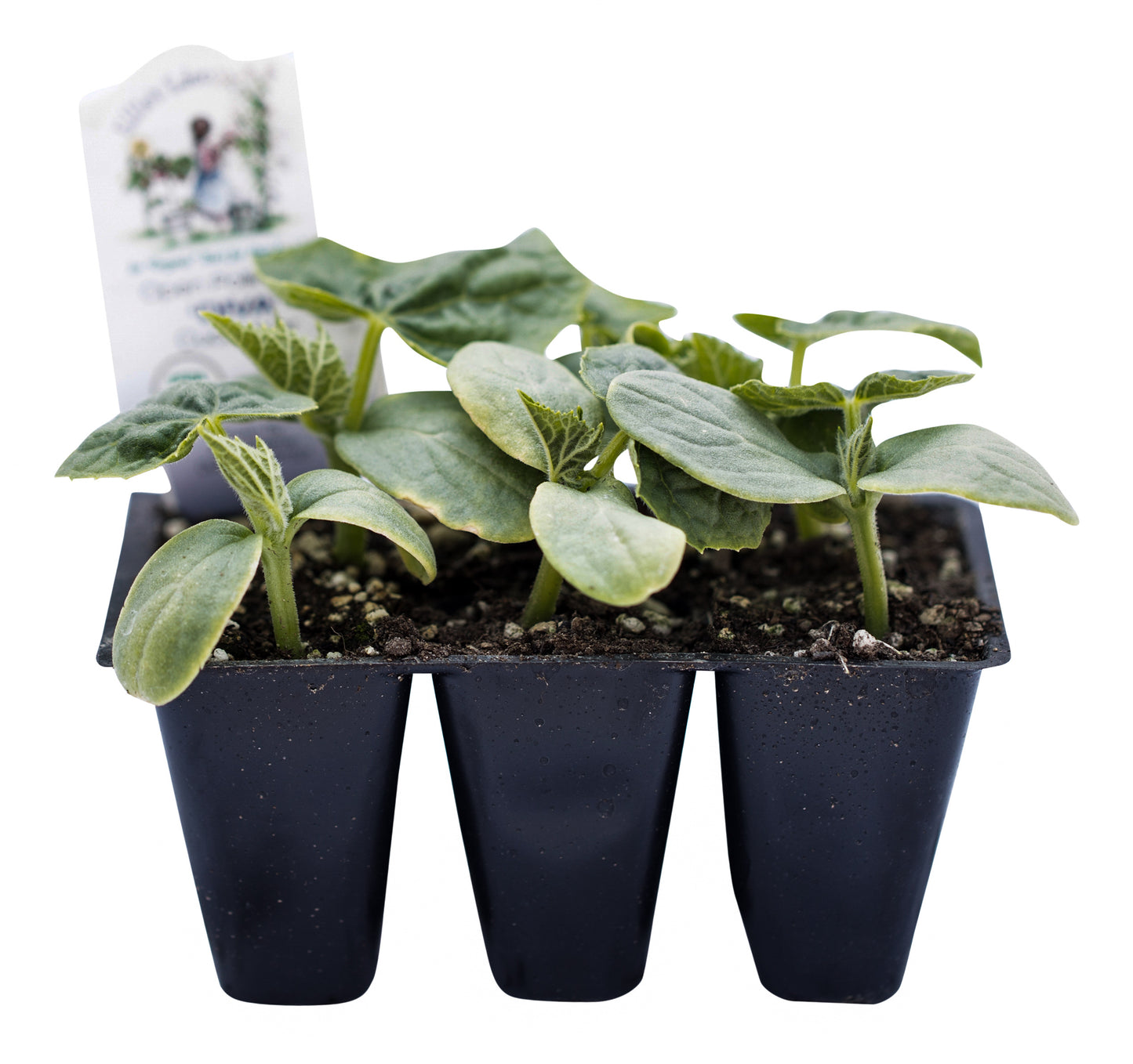 Diva Cucumber, Organic