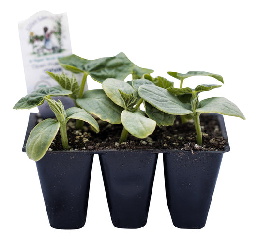 Diva Cucumber, Organic
