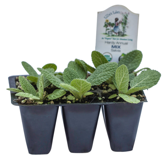Salvia Marble Arch Mix, Organic
