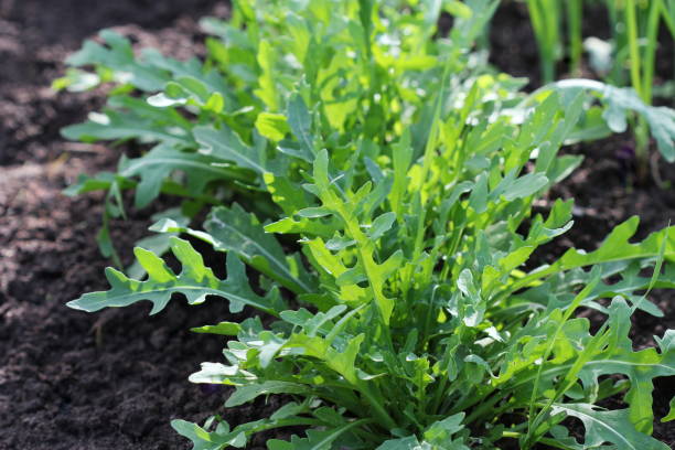 Arugula, Organic