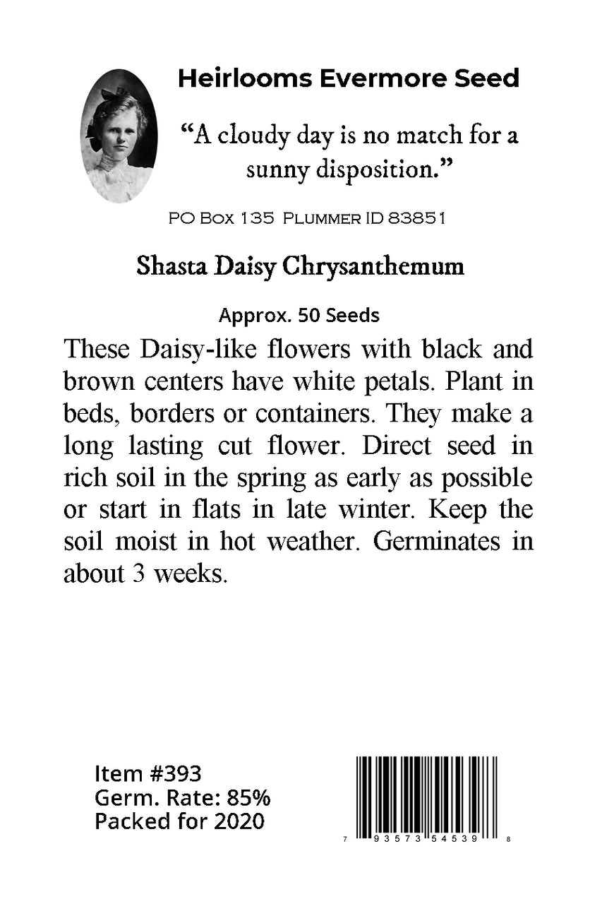 Shasta Daisy Chrysanthemum