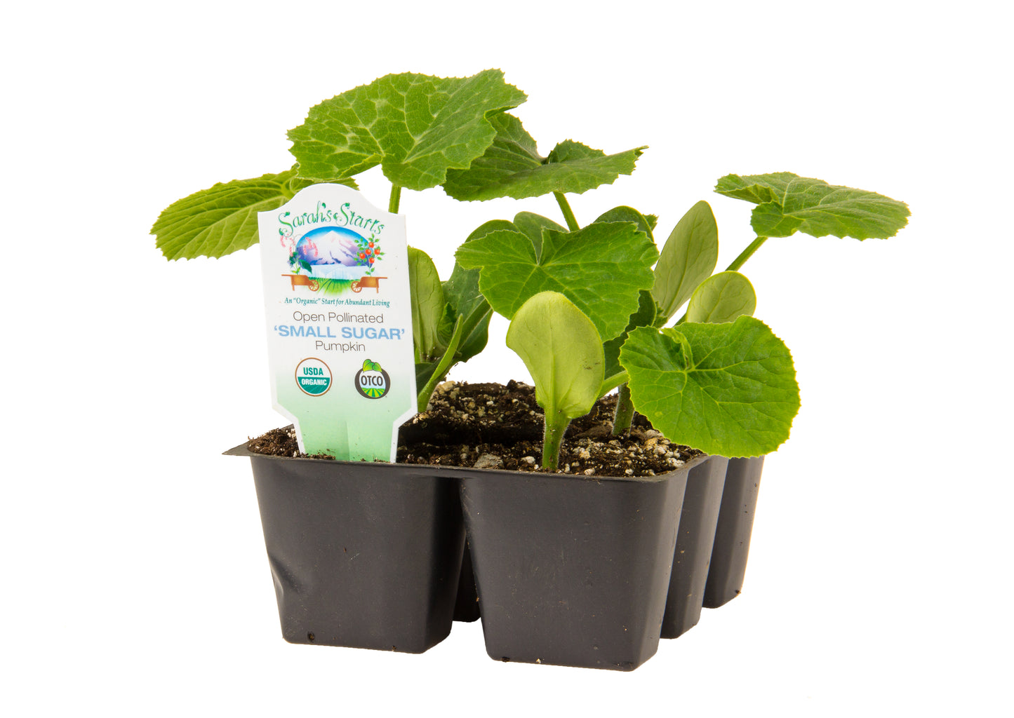Small Sugar Pumpkin, Organic
