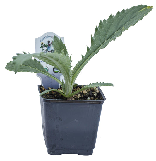 Tavor Imperial Star Artichoke, Organic