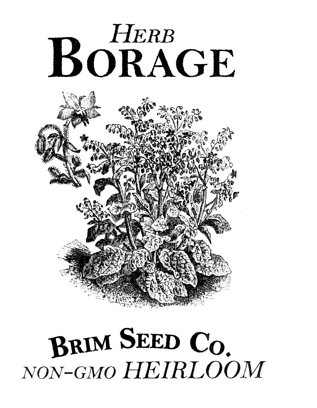 Herb, Borage, Heirloom Seed