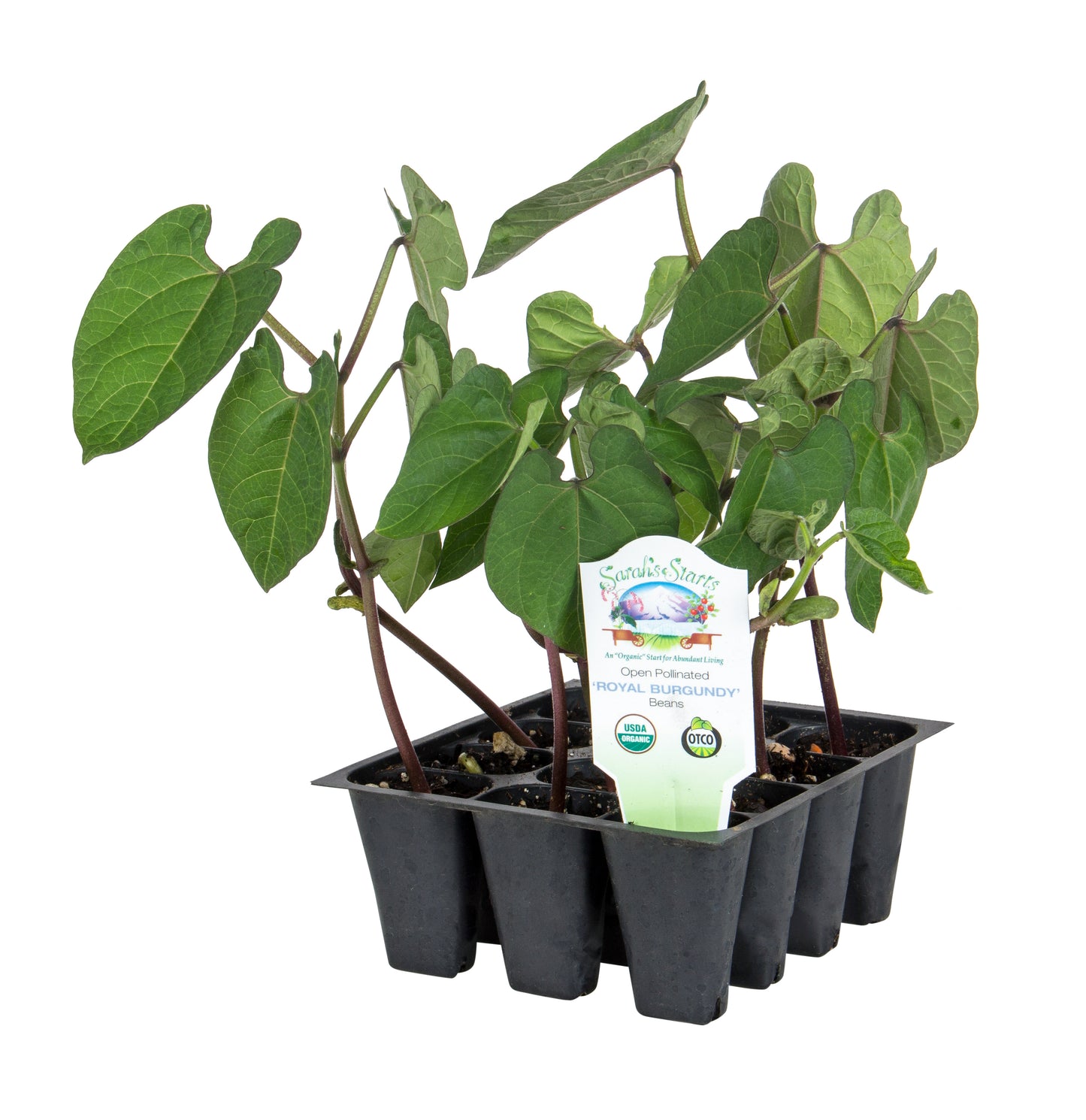 Royal Burgundy Bush Bean, Organic