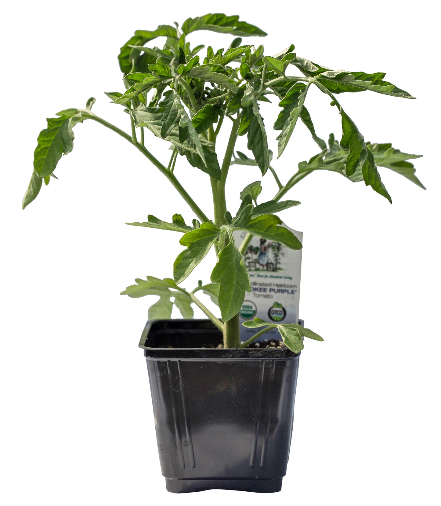 Cherokee Purple Tomato, Organic