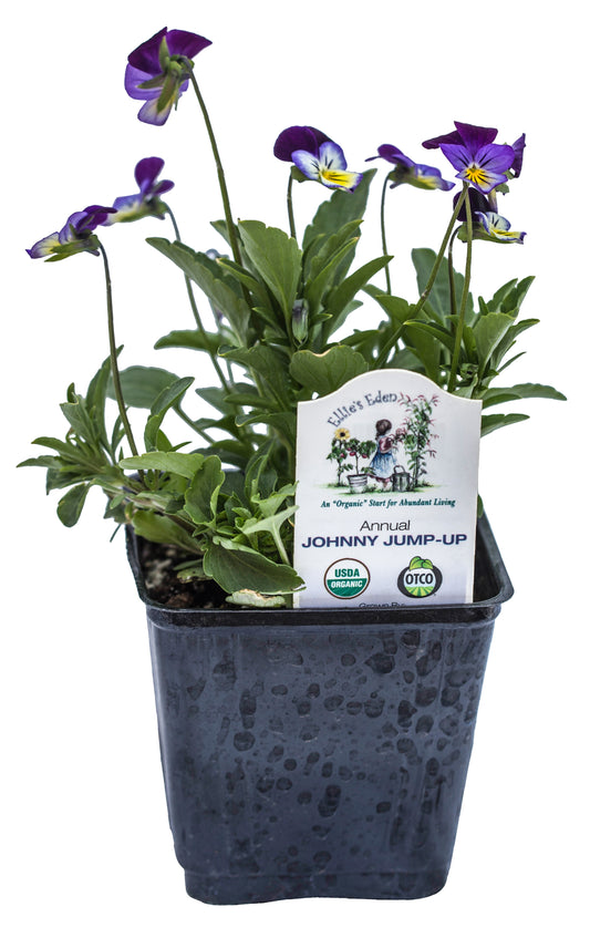 Viola, (Johnny Jump Up), Organic