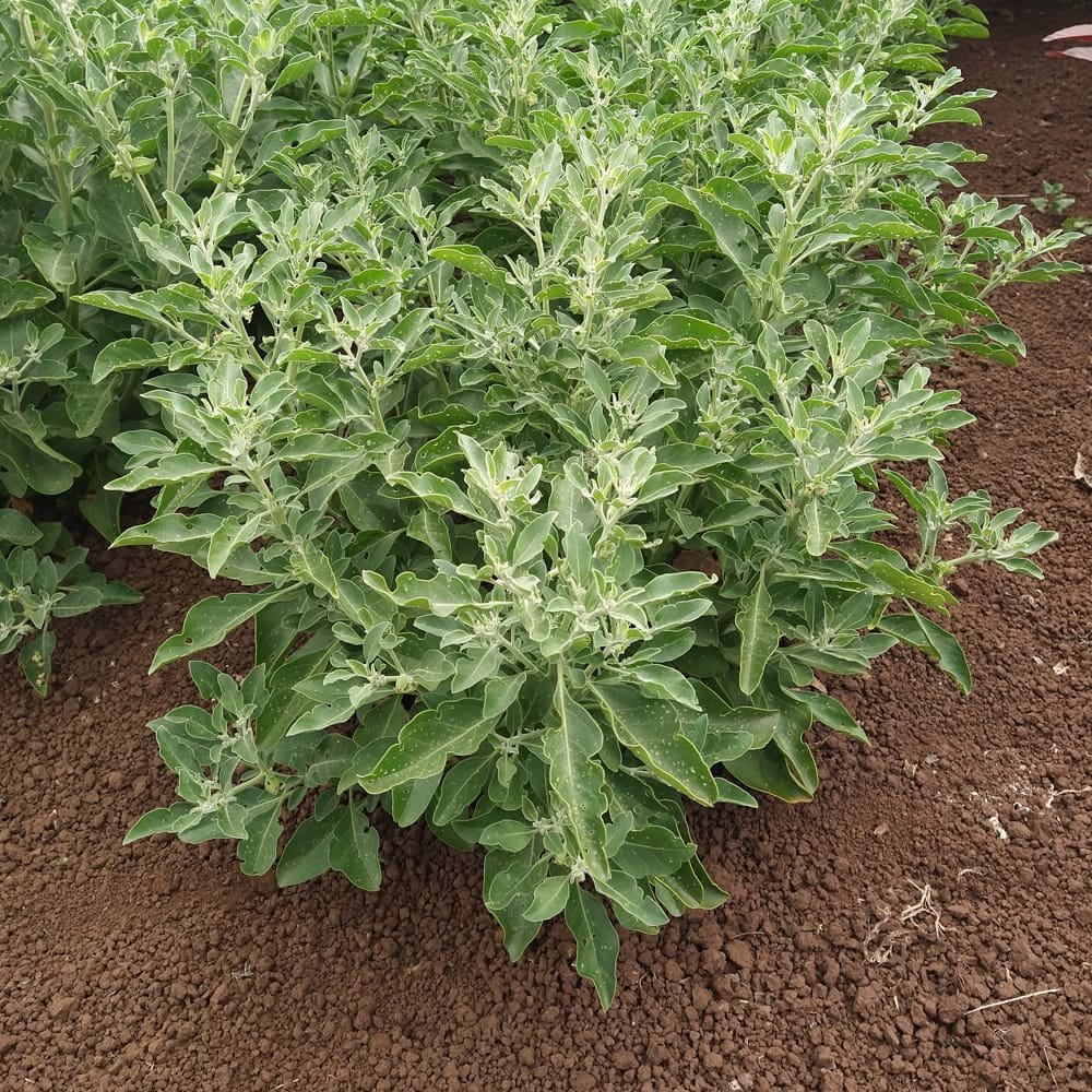 Ashwagandha, Organic