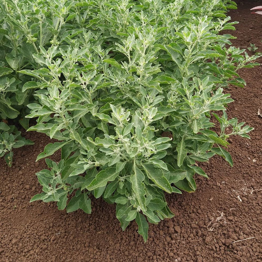 Ashwagandha, Organic