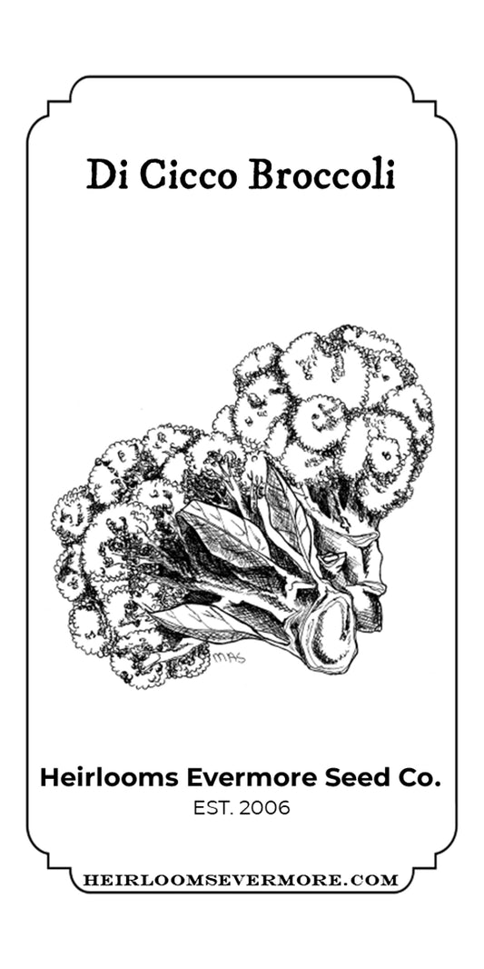 De Cicco Broccoli Seeds