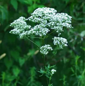 Valerian, Organic