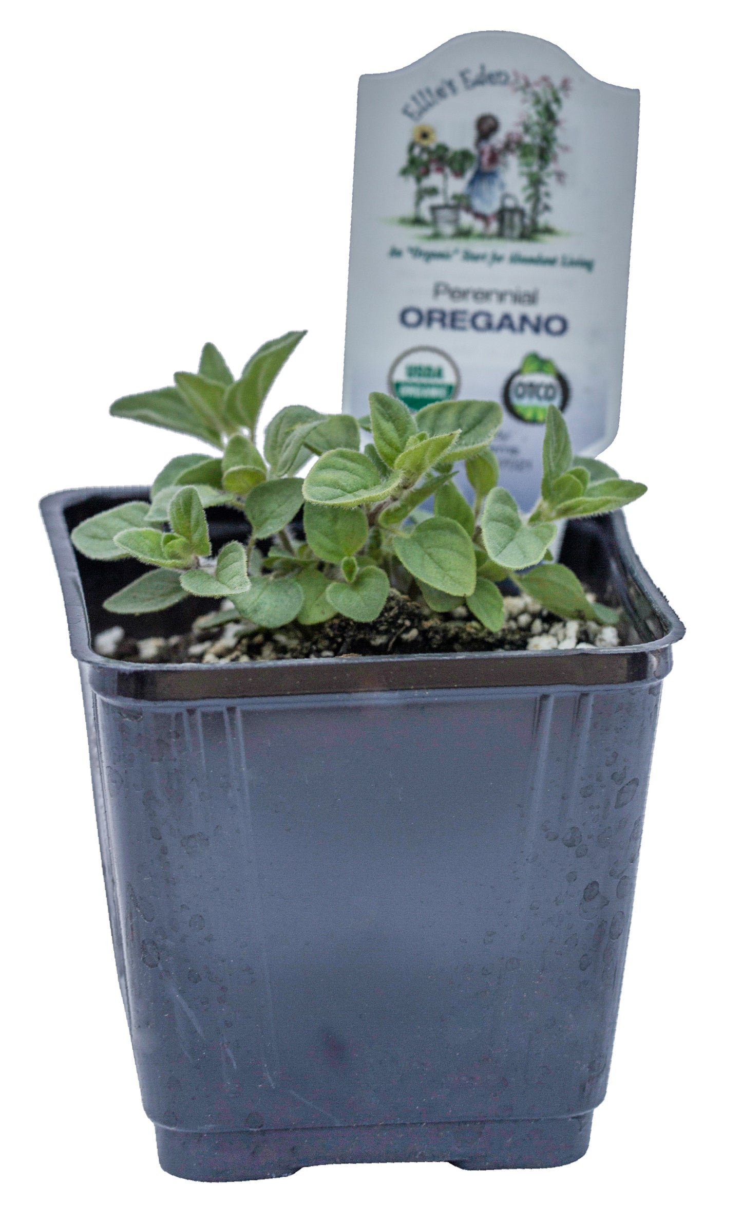 Oregano, Organic