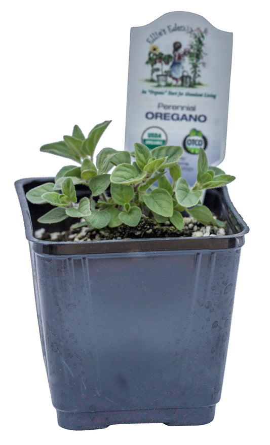 Oregano, Organic