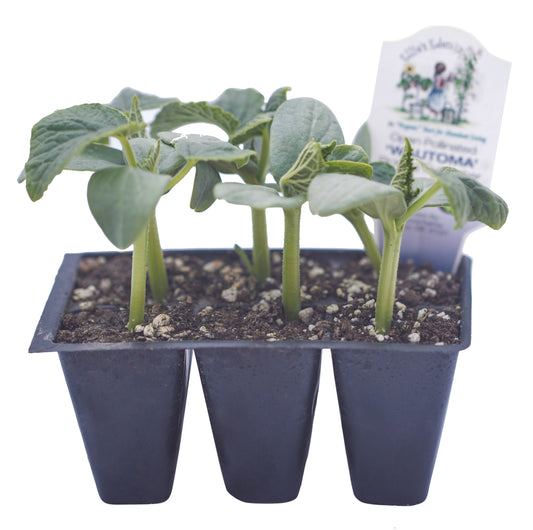 Wautoma Pickling Cucumber, Organic