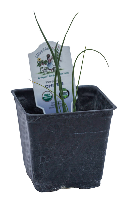 Chives, Organic