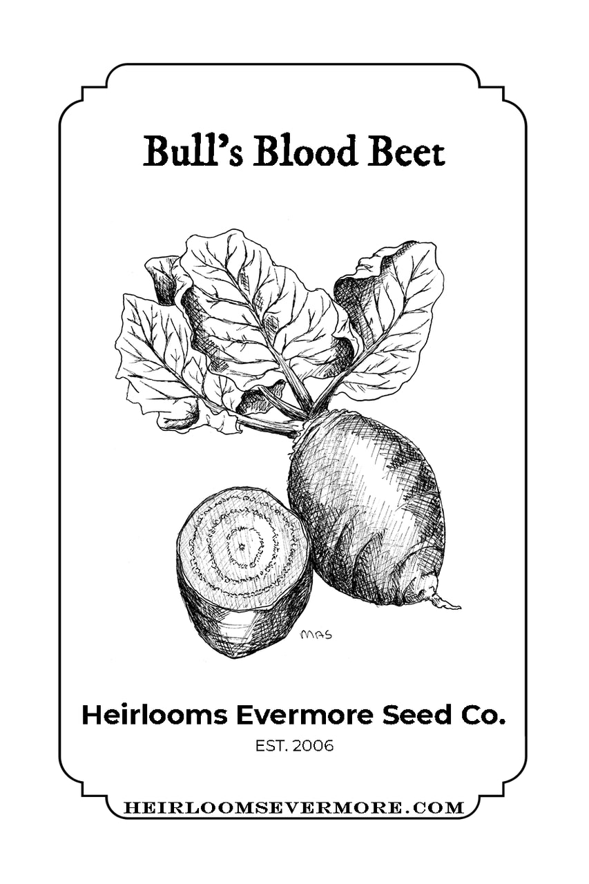 Bull's Blood Beet Seeds