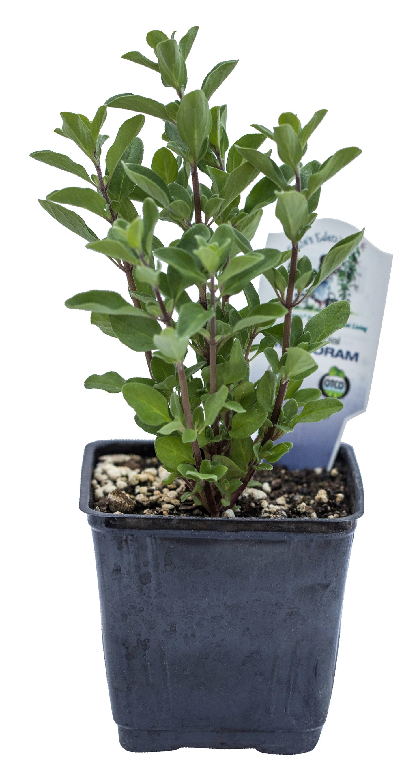 Marjoram, Sweet, Organic
